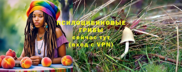 индика Новозыбков