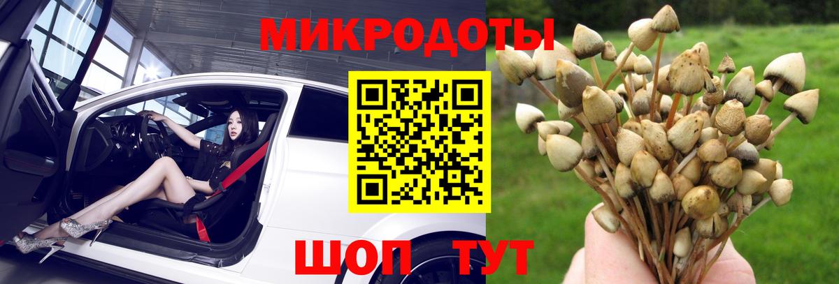 Псилоцибиновые грибы Cubensis Грозный